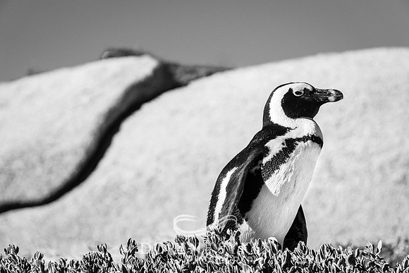 Penguin at Boulder Beach