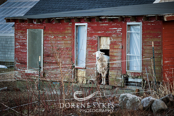 Minding the Ranch