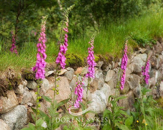 Foxglove in Field